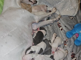 Whippet/blue staffy puppies