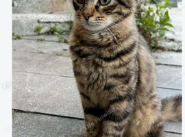 Tabby cat (female)
