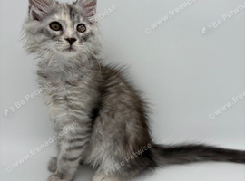 LAST MAINE COON KITTEN
