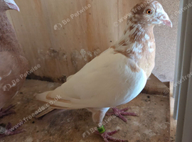 Meulemans