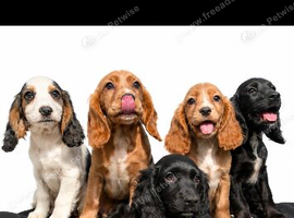 show type cocker spaniels
