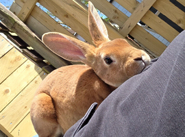 mini rex for sale