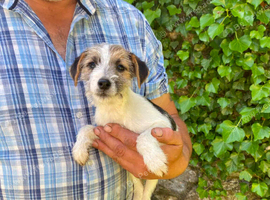 3 Little Jack Russell Puppies for sale