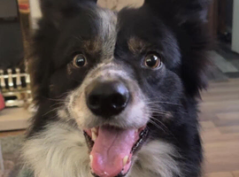 5 Year Old Border Collie Toby
