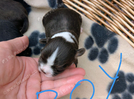 F1 maultipoo puppies