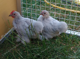 Pair of Lavender Pekins, Pullet & Cockerel