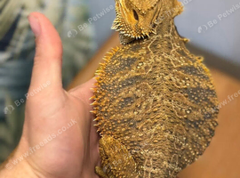 Male and female bearded dragon