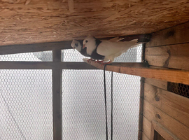 Pair of Iranian pigeons