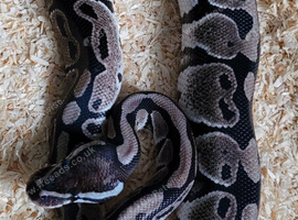 Male Axanthic clown ball python