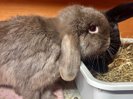 Mini lop female