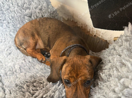 Just one left! Mini dachshund girl