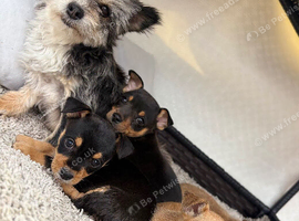Jack Russell Cross Chorkie Puppies