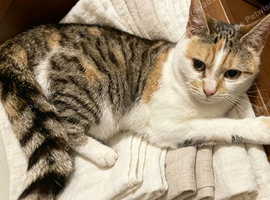 2 female cats looking for a loving home
