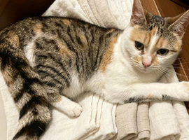 Female cat looking for a home