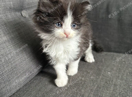 Kitten for sale