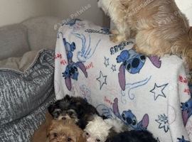 Imperial shihtzu puppies