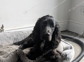 Cocker Spaniel