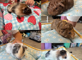 Baby guinea pigs males
