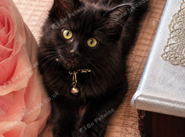 British Longhair Black/Brown Kitten