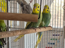 Baby budgies