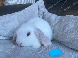 Mini lop litter. Ready now