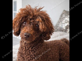 Toy poodle boy