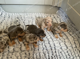 Daxie jacks