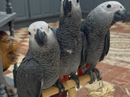 African grey baby&rsquo;s
