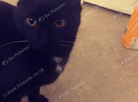 Fully vaccinated female kitten