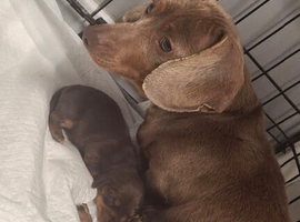 Miniature Dachshund