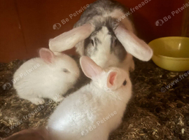 Rabbit and her 2 babies needing refining