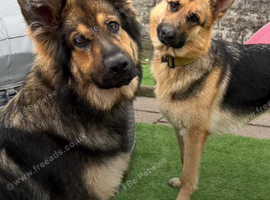 German shepherd dogs