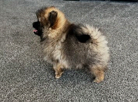 Tiny Pom boy