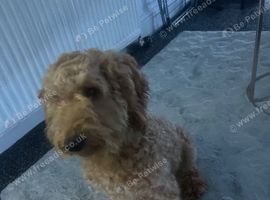 Poodle standard