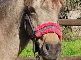 Cuddles The Super pony - seeks the best home