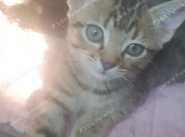Funny kittens
