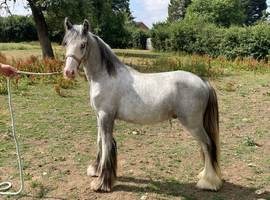 Yearling colt to make 14.2hh