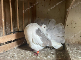 3 fantails
