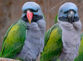 Darbiyn parrot Glasgow