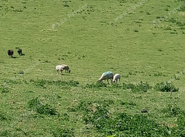 Sheltand x soay sheep entire rams and wethers