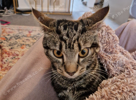 Kitten for a new home