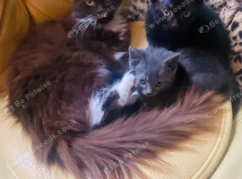 Beautiful kittens ready for their forever home!