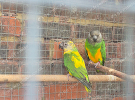Adult pair of senegal parrots