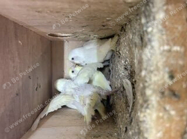budgies zebra finches and parrotlets