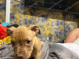 Female old English bulldog cross