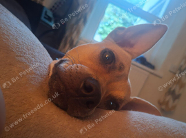 Dog in need of loving home