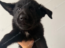 German shepherd male pup