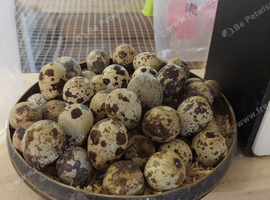 Jumbo quail  chick's and white buttons