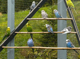 Young budgies - various colours