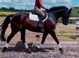 15.2HH - 5YO - WARMBLOOD &times; WELSH - MARE